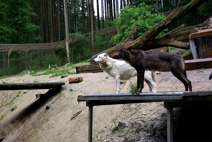 Wolf schwarz + weiß