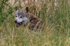 Wolf Schwarzwald Park