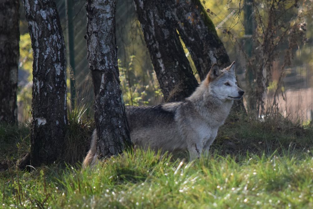 Wolf Schwarzwald Park