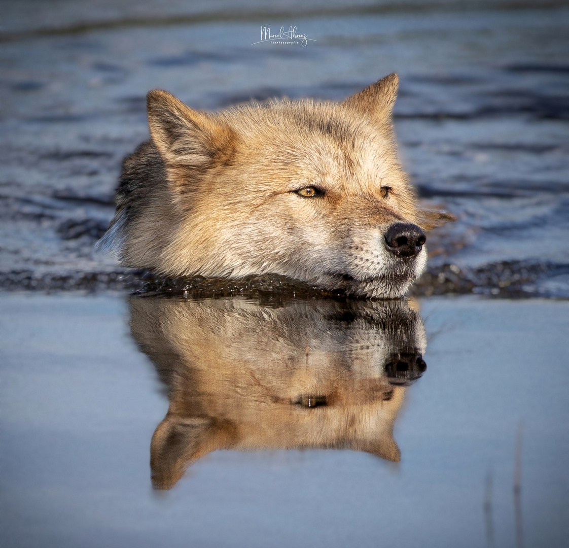 Wolf schwimmt im Fluss