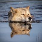 Wolf schwimmt im Fluss