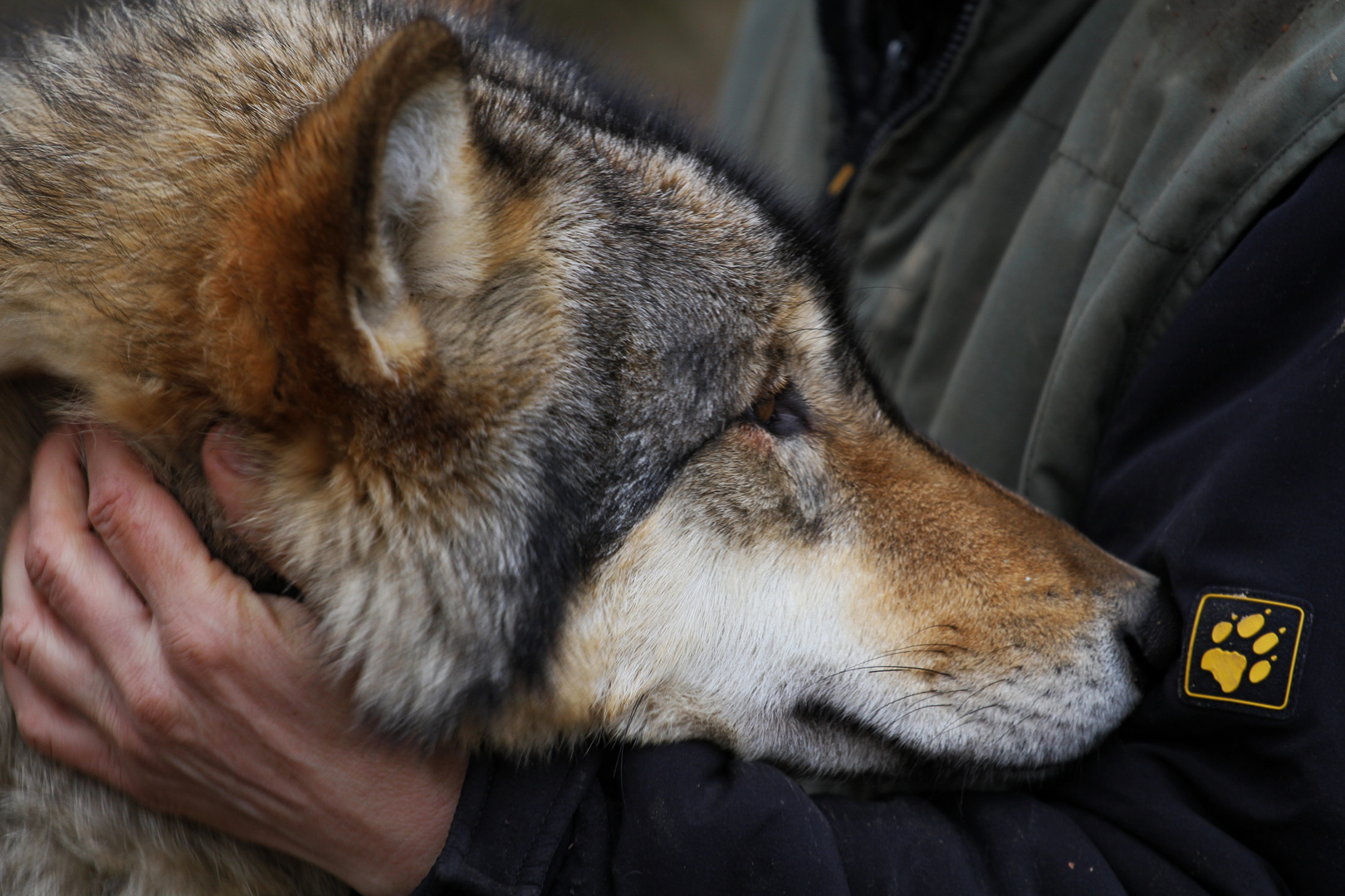 Wolf / Skin