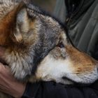 Wolf / Skin