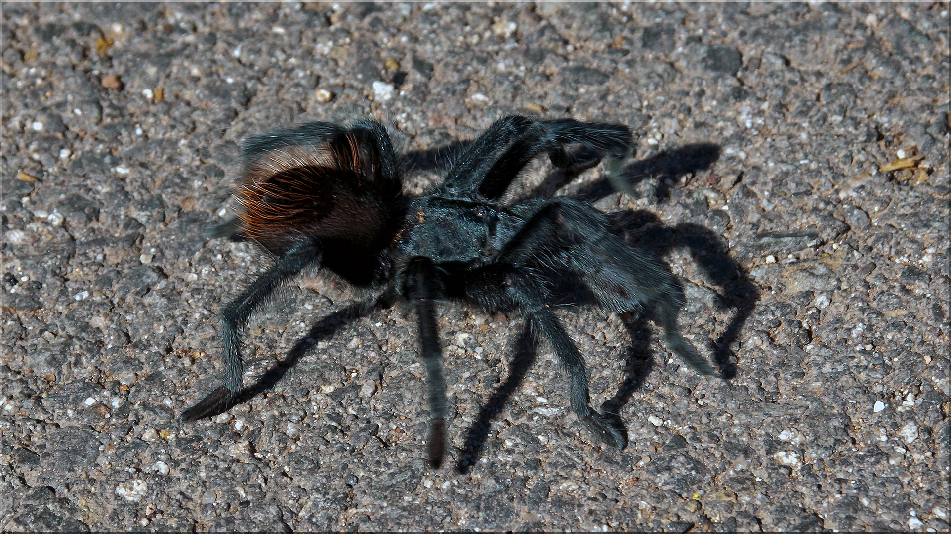 Wolf Spider