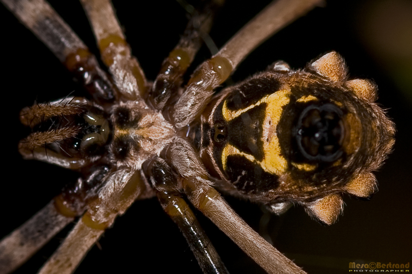 Wolf Spider