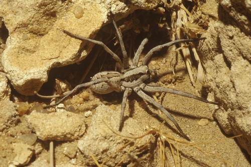 Wolf Spider