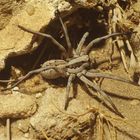 Wolf Spider