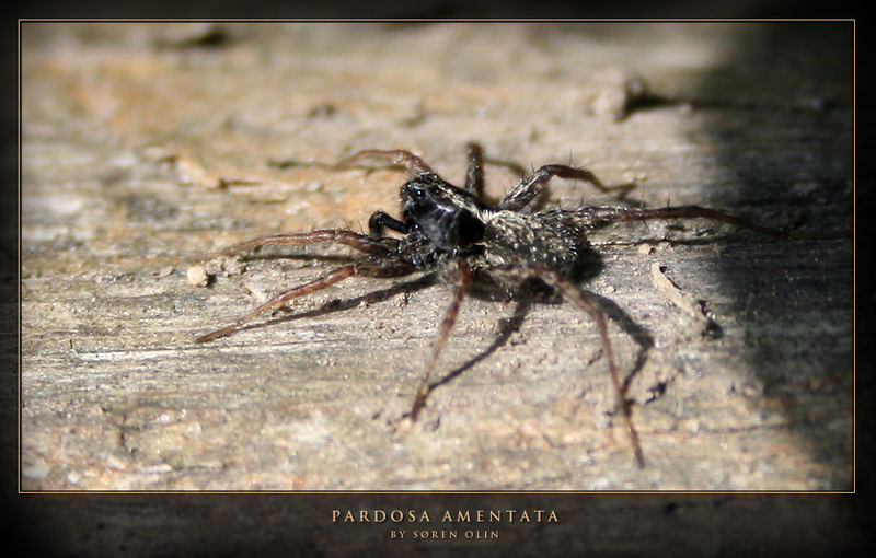 Wolf Spider