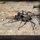 Wolf Spider