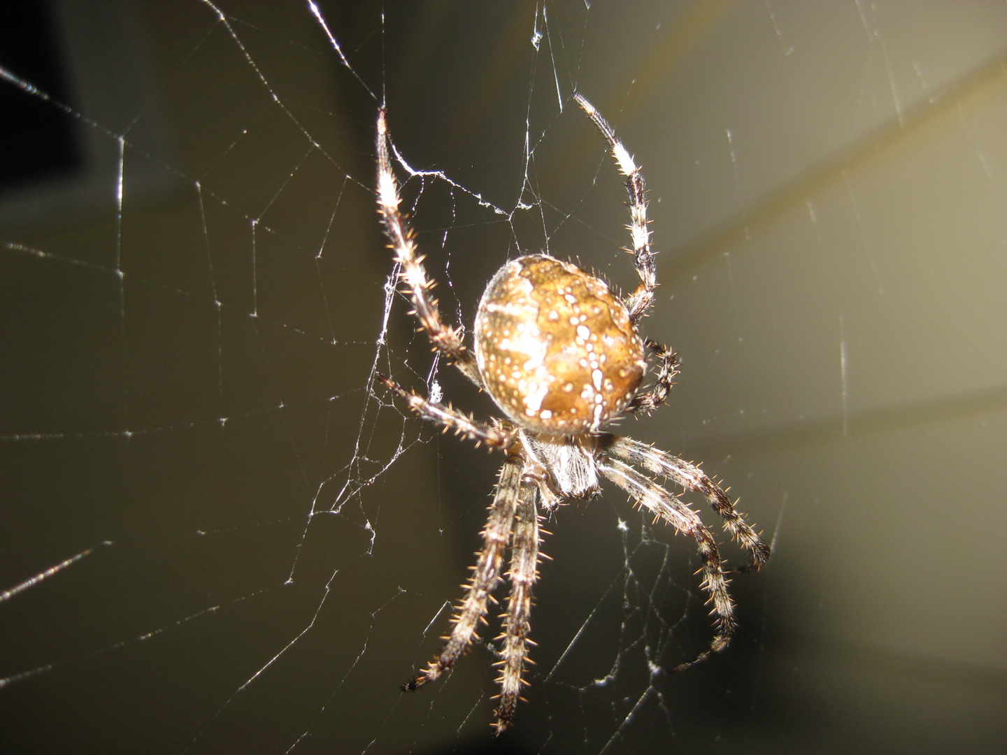 Wolf Spider