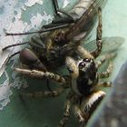 Wolf spider with fly