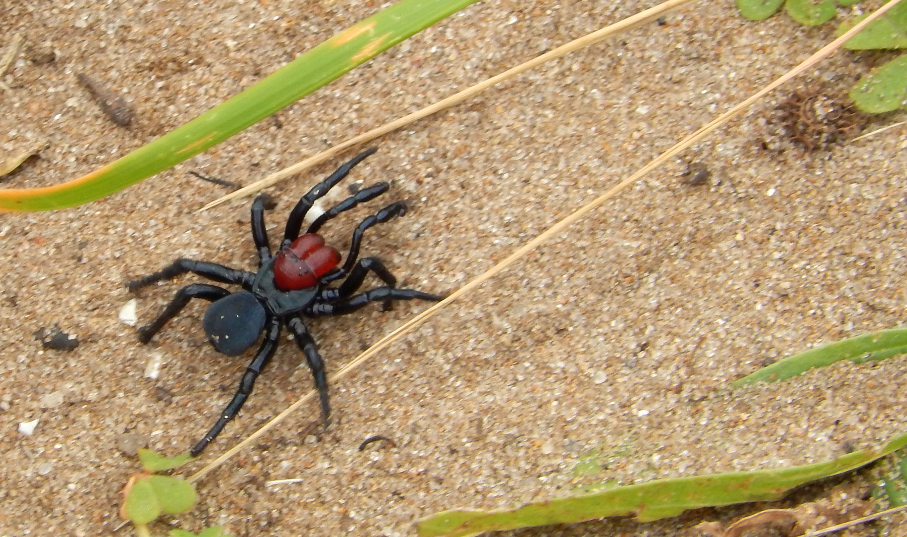 Wolf spider (Wolfsspinne)