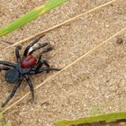 Wolf spider (Wolfsspinne)