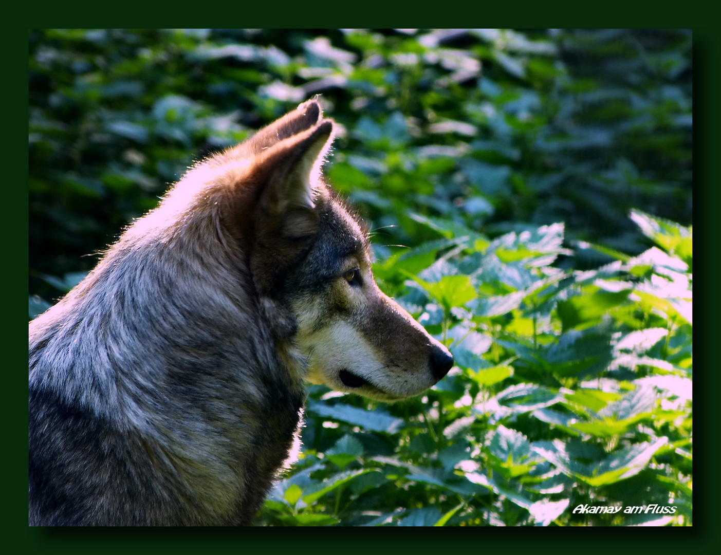 Wolf - Stiller Beobachter