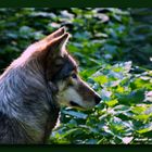 Wolf - Stiller Beobachter