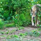 Wolf sucht Rotkäppchen