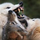 WOLF TALK