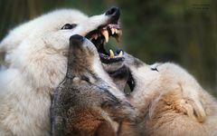 WOLF TALK