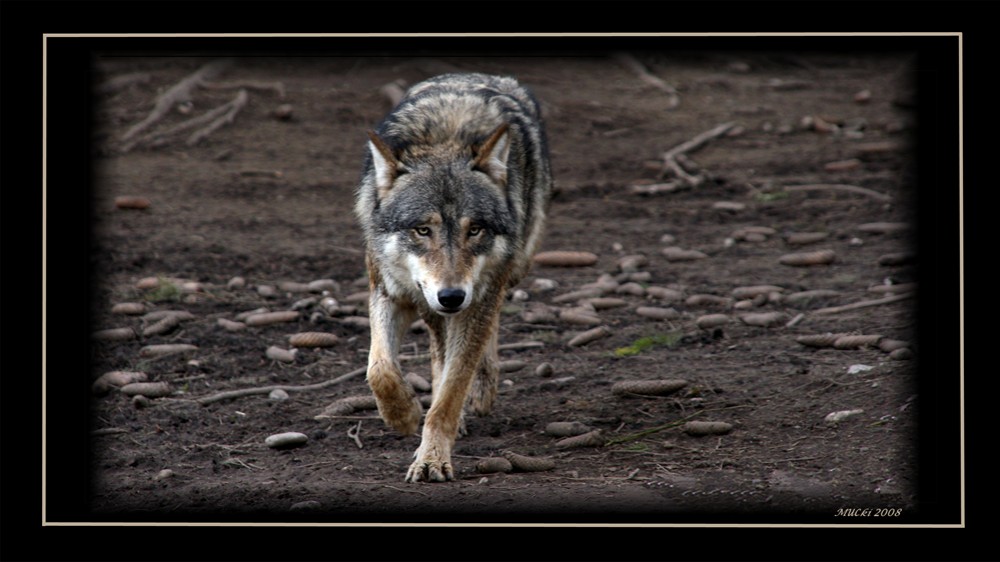 Wolf Tierpark Muc