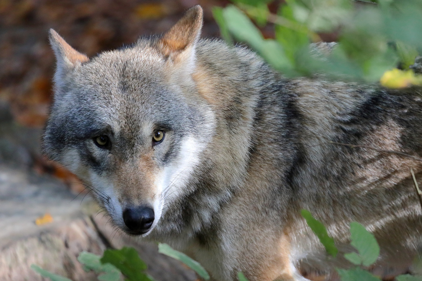 Wolf - Tierpark Olderdissen