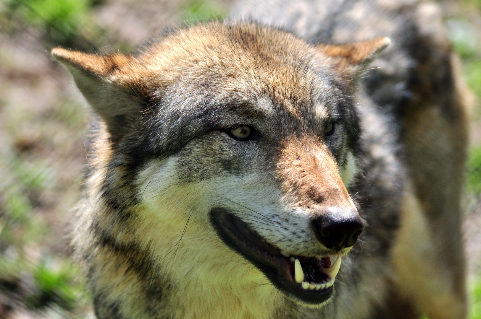 Wolf Tierpark Tambach