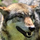 Wolf Tierpark Tambach