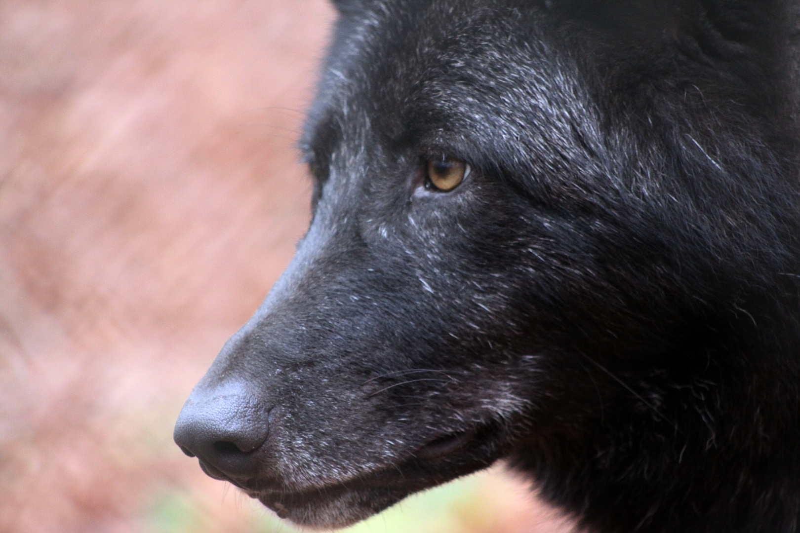 Wolf (Timberwolf, Alpha, Rudel Kasselburg)