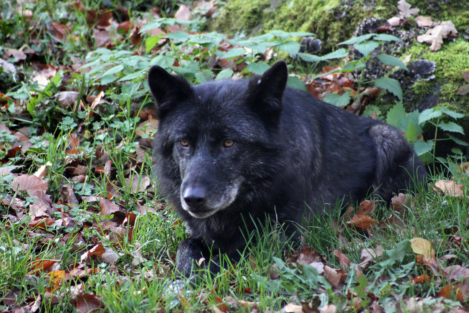 Wolf (Timberwolf, Alpha, Rudel Kasselburg)2