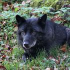 Wolf (Timberwolf, Alpha, Rudel Kasselburg)2