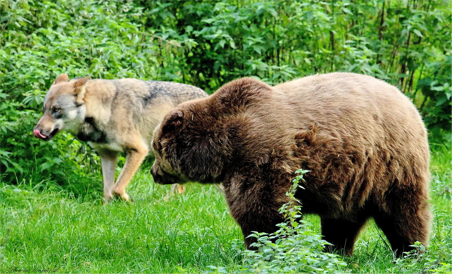 Wolf und Bär