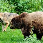 Wolf und Bär