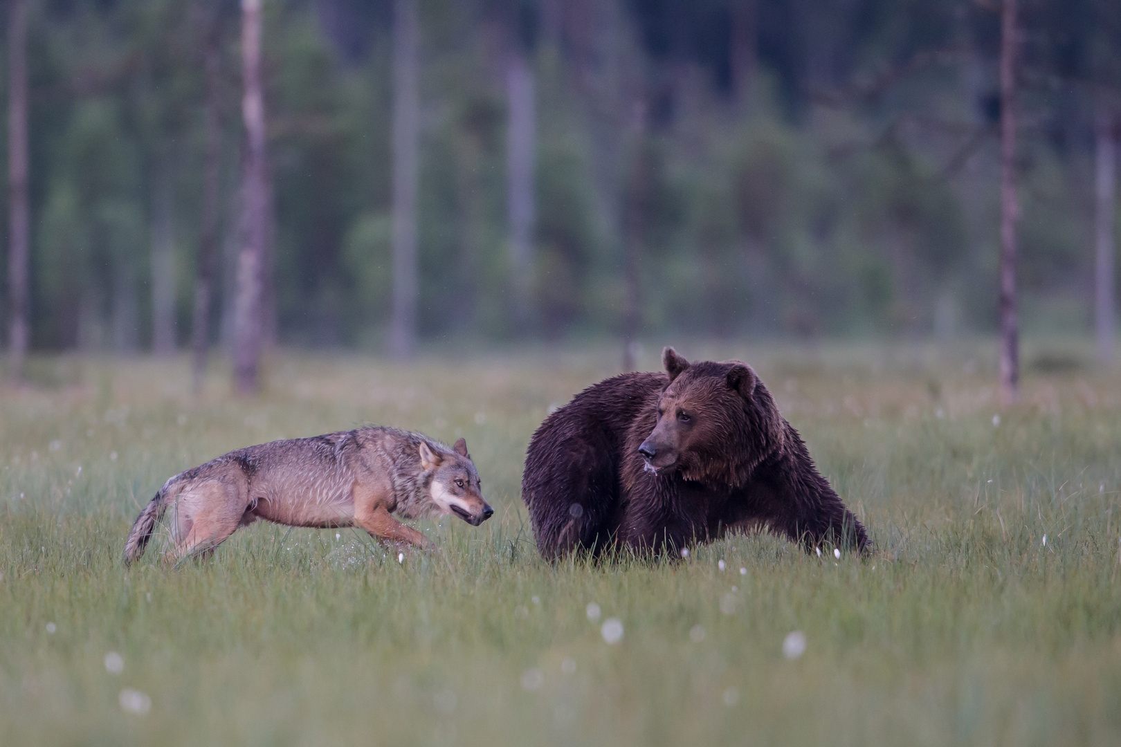 Wolf und Bär: Achtung ! Hinter Dir !