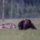 Wolf und Bär: Achtung ! Hinter Dir !