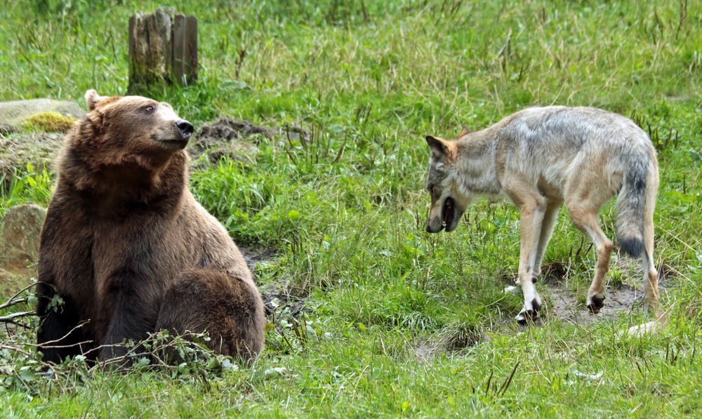 Wolf und Bär II