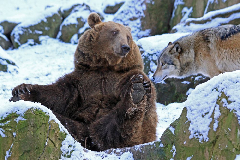 Wolf und Bär III