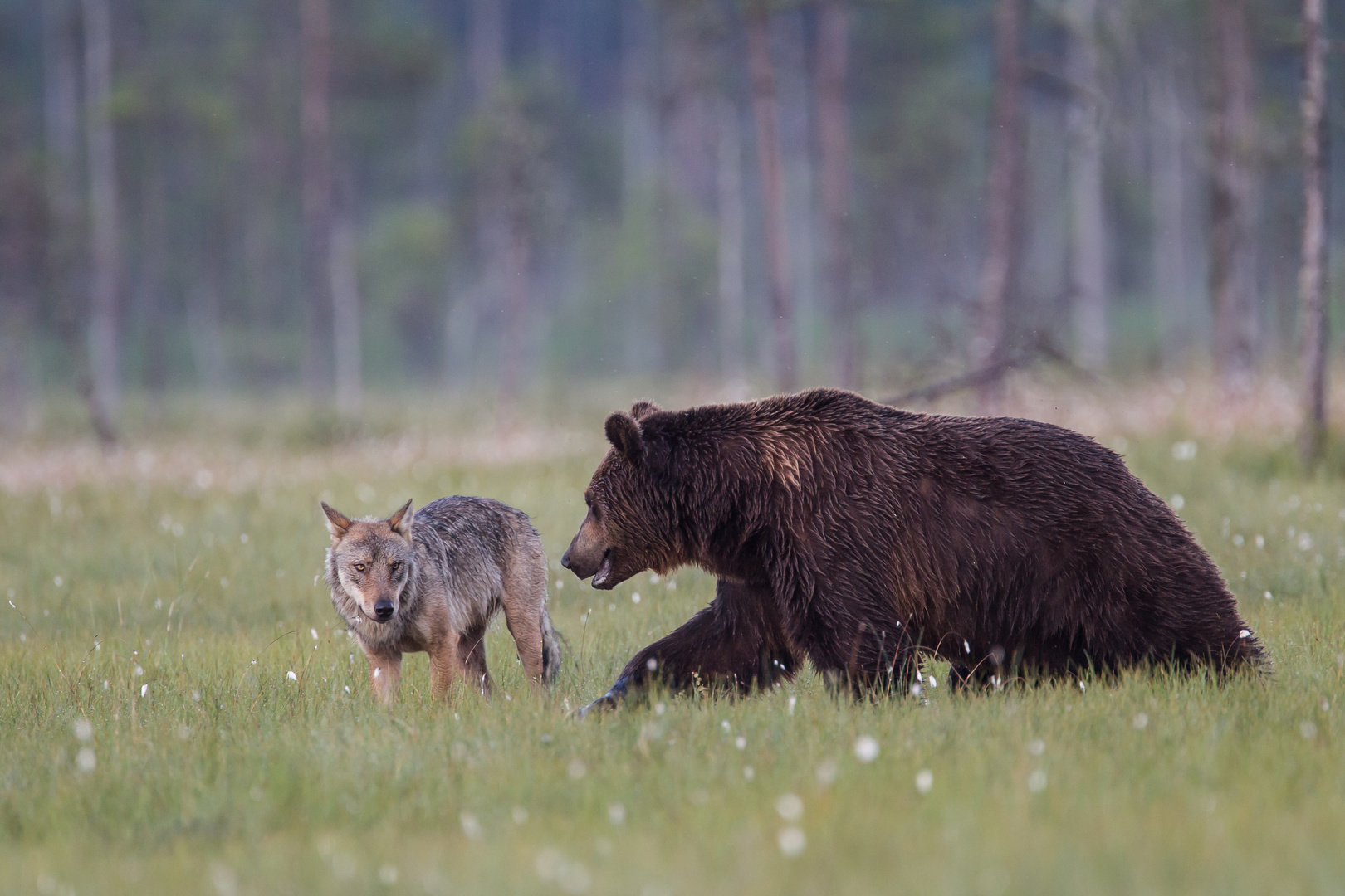 Wolf und Bär: Lass uns mal in Ruhe disskutieren!