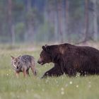 Wolf und Bär: Lass uns mal in Ruhe disskutieren!