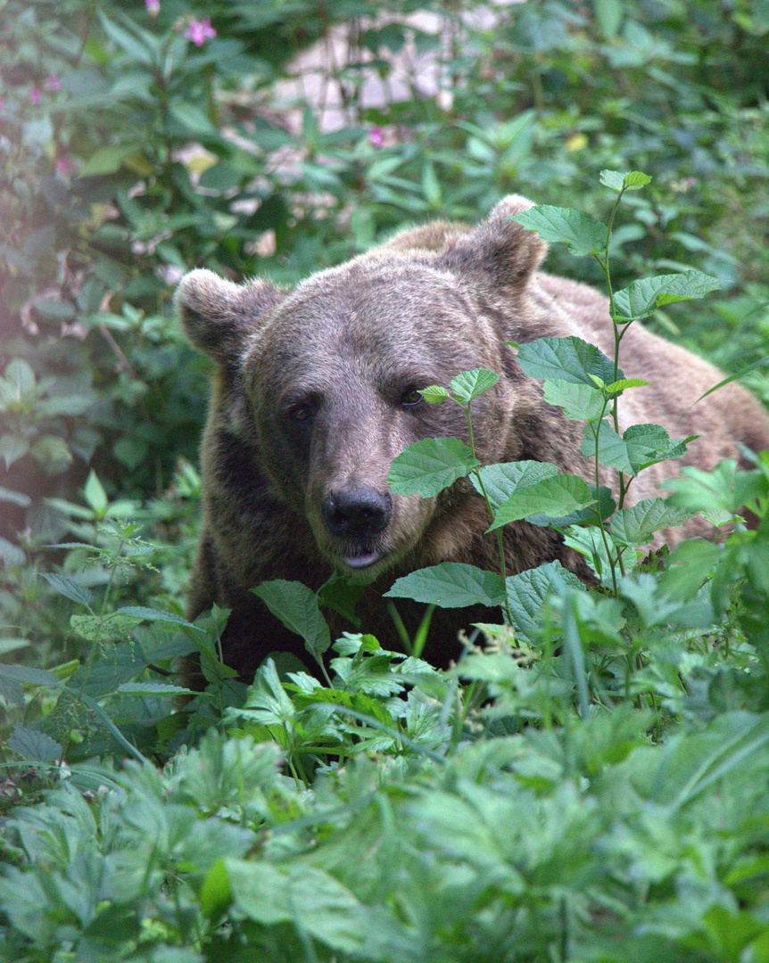 Wolf- und Bärenpark Wolftal