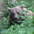 Wolf- und Bärenpark Wolftal