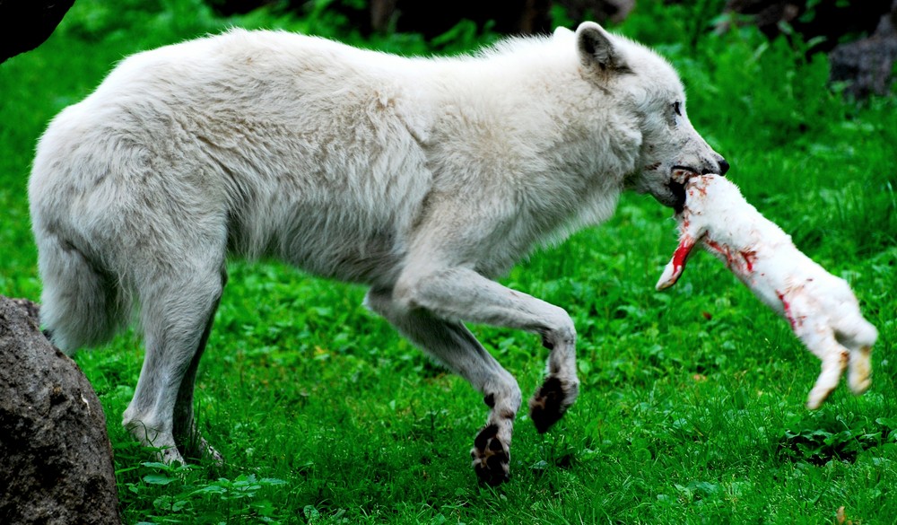 wolf und hase Foto &amp; Bild tiere, zoo, wildpark &amp; falknerei