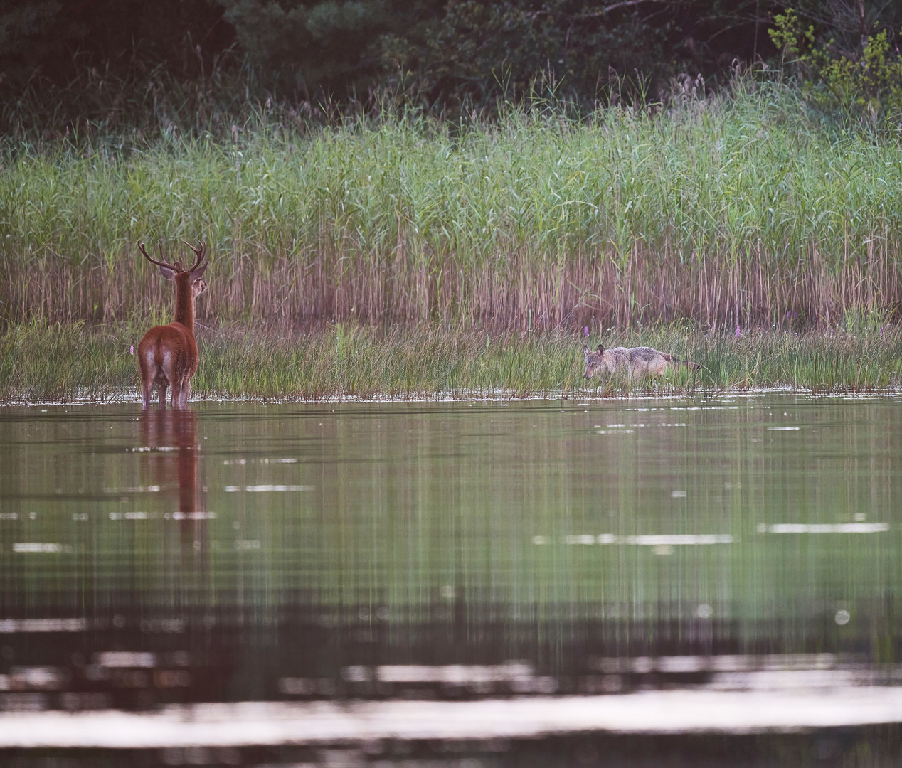 Wolf und Hirsch