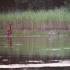 Wolf und Hirsch