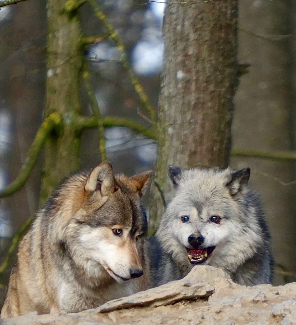 Wolf und Wölfchen 