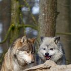 Wolf und Wölfchen 