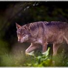 Wolf unterwegs