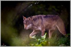 Wolf unterwegs