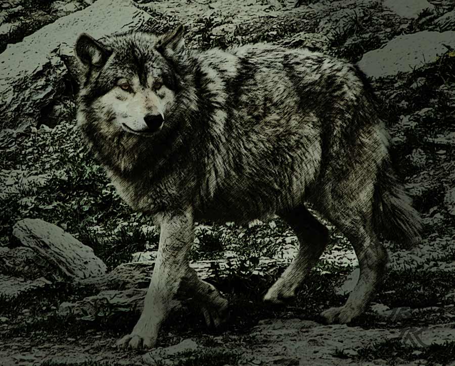 Wolf (Update Version 1.10) *g*