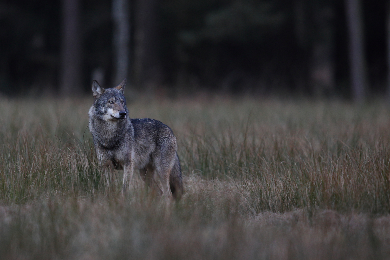 Wolf  Valentinstag 2022