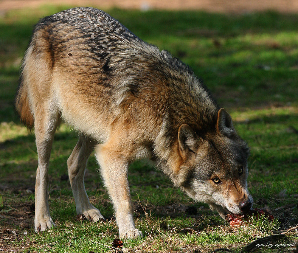 Wolf VI im Frankenhof
