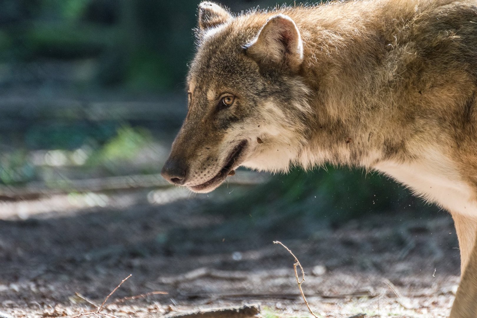 Wolf von der Seite